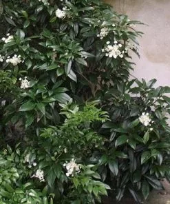 Future Forests Hydrangea Seemannii Climbers