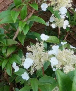 Future Forests Hydrangea Seemannii Climbers