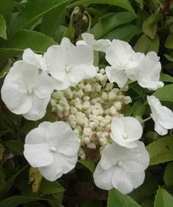 Future Forests Hydrangea Seemannii Climbers