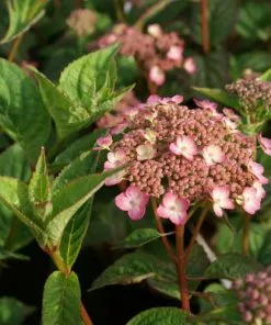 Future Forests Hydrangea Serrata Mount Aso Shrubs