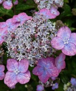 Future Forests Hydrangea Serrata Mount Aso Shrubs