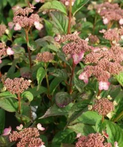 Future Forests Hydrangea Serrata Mount Aso Shrubs