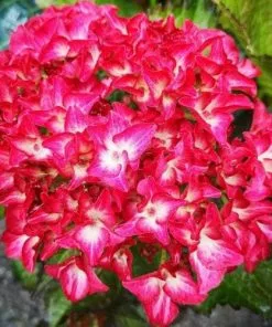 Future Forests Hydrangea Macrophylla Red Angel