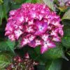 Future Forests Shrubs Hydrangea Macrophylla Red Angel Purple