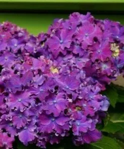 Future Forests Hydrangea Macrophylla Curly Sparkle Purple