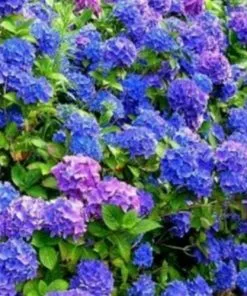 Future Forests Hydrangea Macrophylla Jip Blue