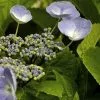 Future Forests Hydrangea Macrophylla Bläuling (Bluebird)