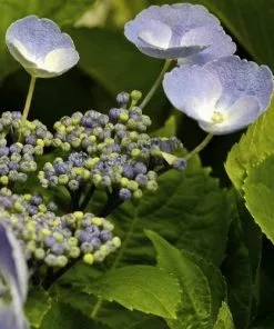 Future Forests Hydrangea Macrophylla Bläuling (Bluebird)
