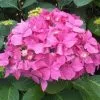 Future Forests Hydrangea Macrophylla Bouquet Rose