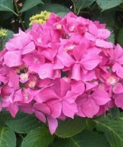 Future Forests Hydrangea Macrophylla Bouquet Rose