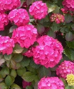 Future Forests Hydrangea Macrophylla Bouquet Rose