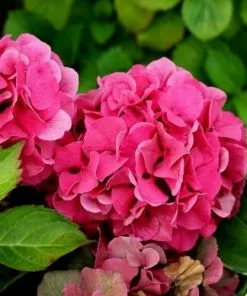 Future Forests Shrubs Hydrangea Macrophylla Masja (Sibilla)