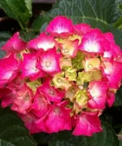 Future Forests Shrubs Hydrangea Macrophylla Masja (Sibilla)