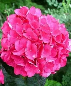 Future Forests Shrubs Hydrangea Macrophylla Merveille Sanguine