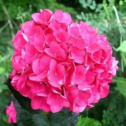 Future Forests Shrubs Hydrangea Macrophylla Merveille Sanguine 3 Future Forests Shrubs Hydrangea Macrophylla Merveille Sanguine