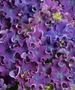 Future Forests Hydrangea Macrophylla Curly Sparkle Purple