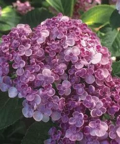 Future Forests Hydrangea Macrophylla Ayesha Shrubs