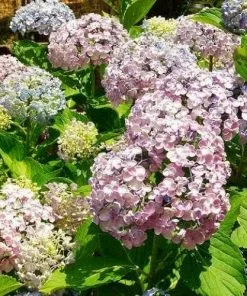 Future Forests Hydrangea Macrophylla Ayesha Shrubs