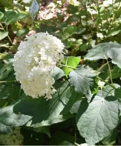 Future Forests Hydrangea Arborescens Annabelle Shrubs