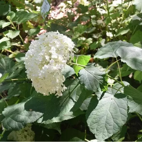 Future Forests Hydrangea Arborescens Annabelle Shrubs 4 Future Forests Hydrangea Arborescens Annabelle Shrubs