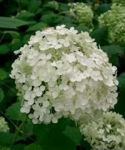 Future Forests Hydrangea Arborescens Annabelle Shrubs 8 Future Forests Hydrangea Arborescens Annabelle Shrubs