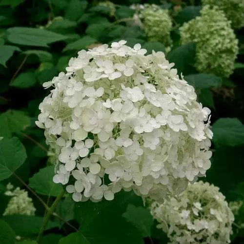 Future Forests Hydrangea Arborescens Annabelle Shrubs 5 Future Forests Hydrangea Arborescens Annabelle Shrubs