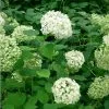 Future Forests Hydrangea Arborescens Annabelle Shrubs