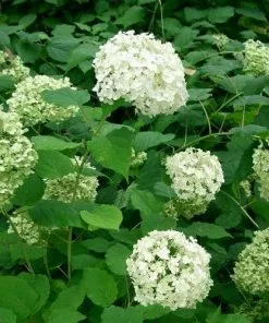Future Forests Hydrangea Arborescens Annabelle Shrubs