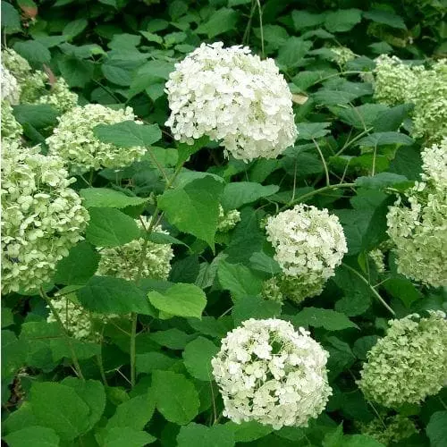 Future Forests Hydrangea Arborescens Annabelle Shrubs 3 Future Forests Hydrangea Arborescens Annabelle Shrubs