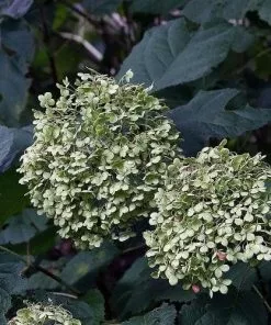Future Forests Hydrangea Arborescens Annabelle Shrubs 9 Future Forests Hydrangea Arborescens Annabelle Shrubs