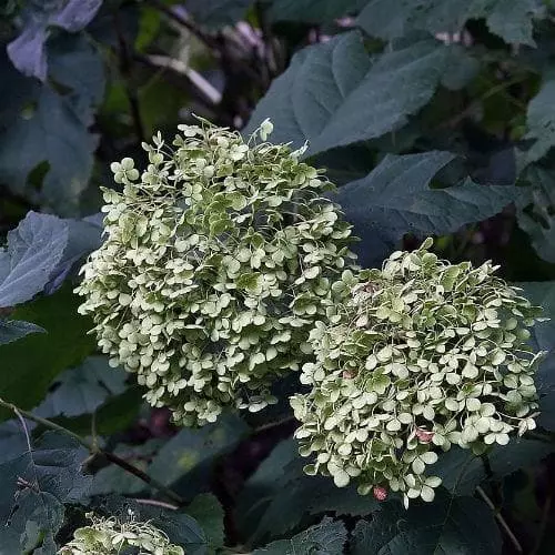 Future Forests Hydrangea Arborescens Annabelle Shrubs 6 Future Forests Hydrangea Arborescens Annabelle Shrubs