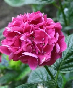 Future Forests Shrubs Hydrangea Macrophylla Merveille Sanguine