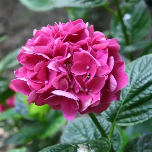 Future Forests Shrubs Hydrangea Macrophylla Merveille Sanguine 4 Future Forests Shrubs Hydrangea Macrophylla Merveille Sanguine