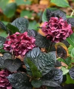Future Forests Shrubs Hydrangea Macrophylla Merveille Sanguine 7 Future Forests Shrubs Hydrangea Macrophylla Merveille Sanguine
