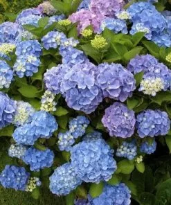 Future Forests Seaside Hedge Mix Hydrangea Macrophylla