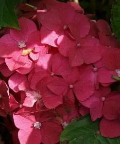 Future Forests Shrubs Hydrangea Macrophylla Leuchtfeuer
