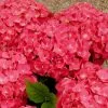 Future Forests Shrubs Hydrangea Macrophylla Leuchtfeuer