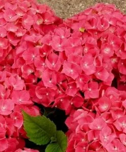 Future Forests Shrubs Hydrangea Macrophylla Leuchtfeuer