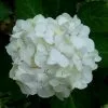 Future Forests Hydrangea Macrophylla Mme Emile Mouillere Shrubs