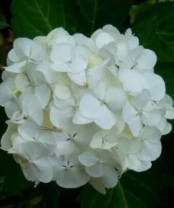 Future Forests Hydrangea Macrophylla Mme Emile Mouillere Shrubs