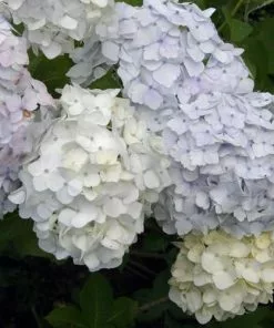 Future Forests Hydrangea Macrophylla Mme Emile Mouillere Shrubs