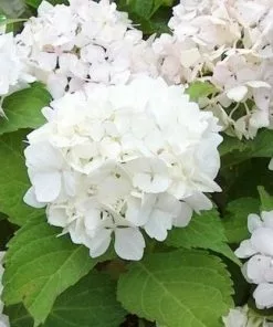 Future Forests Shrubs Hydrangea Macrophylla Soeur Therese