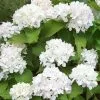 Future Forests Shrubs Hydrangea Macrophylla Soeur Therese