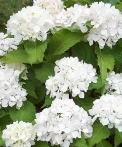 Future Forests Shrubs Hydrangea Macrophylla Soeur Therese