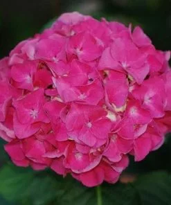 Future Forests Shrubs Hydrangea Macrophylla Masja (Sibilla)