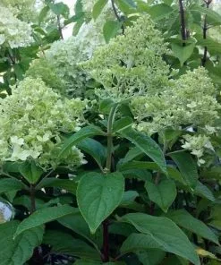 Future Forests Shrubs Hydrangea Paniculata Limelight®