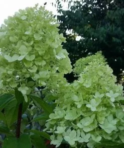 Future Forests Shrubs Hydrangea Paniculata Limelight®
