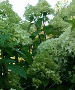 Future Forests Shrubs Hydrangea Paniculata Limelight®