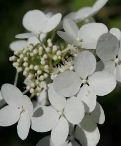 Future Forests Hydrangea Paniculata Angel's Blush Shrubs