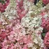 Future Forests Hydrangea Paniculata Candlelight®